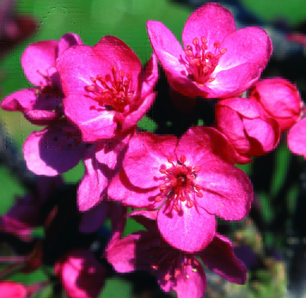 Malus ‘Cardinal’ Crab Apple Tree 5038838019586 2